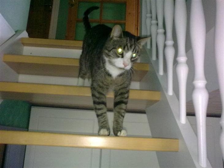 {{currentPhoto.altText}} billede {{currentPhoto.number}}