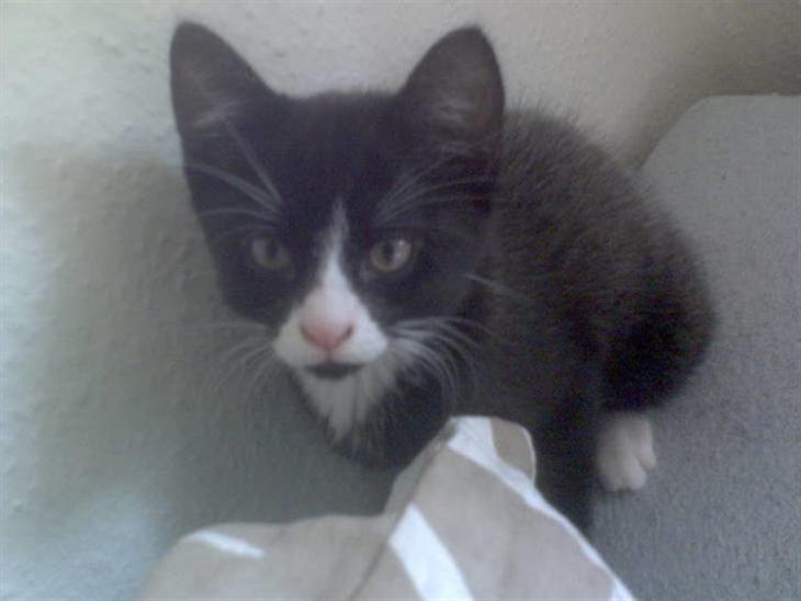 {{currentPhoto.altText}} billede {{currentPhoto.number}}