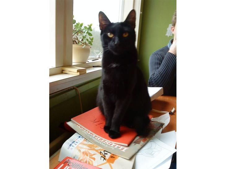 {{currentPhoto.altText}} billede {{currentPhoto.number}}