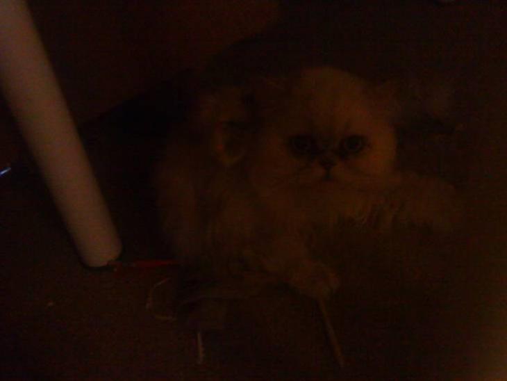 {{currentPhoto.altText}} billede {{currentPhoto.number}}