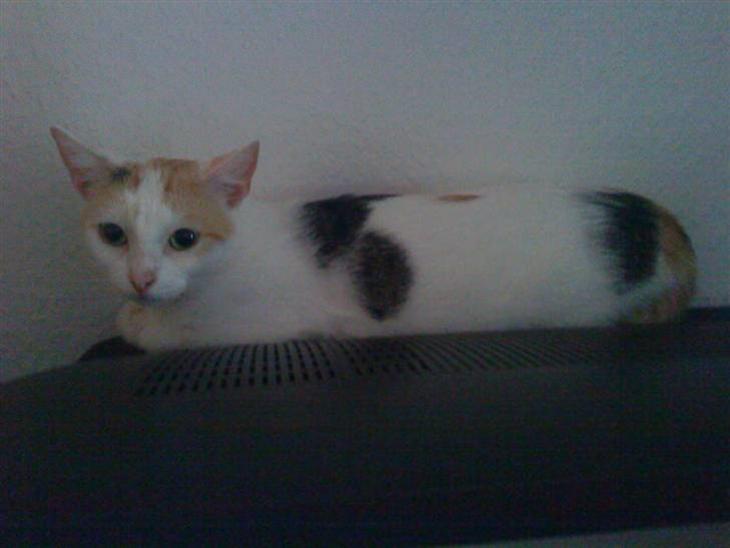 {{currentPhoto.altText}} billede {{currentPhoto.number}}