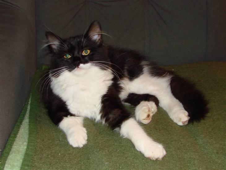 {{currentPhoto.altText}} billede {{currentPhoto.number}}