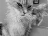 Maine Coon Zeus