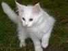 Maine Coon Jackson Five