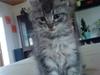 Maine Coon Sleipner/Koda