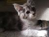 Maine Coon Nala