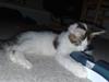 Maine Coon Timon