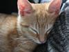 Huskat Garfield - Guffe