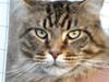 Maine Coon Tiger