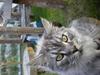 Maine Coon Sille