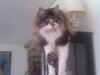 Maine Coon Floffy