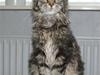 Maine Coon Timita`s Fire Girl