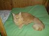 Maine Coon Troy Bayliss
