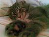 Maine Coon Basse