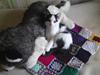 Huskat basse R.I.P oktober 2014 [ Himmelkat]