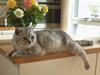 British Shorthair miky 