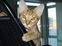 Ocicat Oci