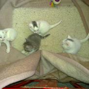 Huskat Speedy The Killer(R.I.P.)