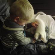 Huskat Speedy The Killer(R.I.P.)