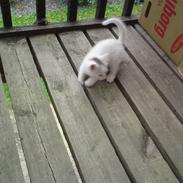 Huskat Speedy The Killer(R.I.P.)