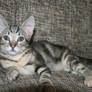 Huskat Oggy