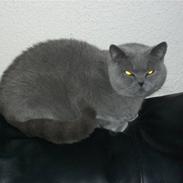 British Shorthair baya