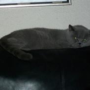 British Shorthair baya