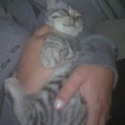 British Shorthair Esmeralda