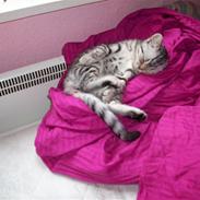 British Shorthair Esmeralda