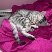 British Shorthair Esmeralda