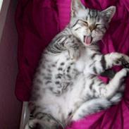 British Shorthair Esmeralda