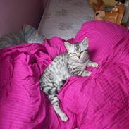 British Shorthair Esmeralda