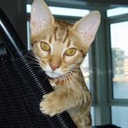 Ocicat Oci