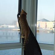 Ocicat Oci