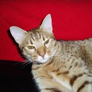 Ocicat Oci