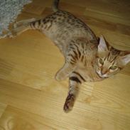 Ocicat Oci
