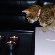 Ocicat Oci