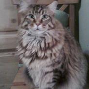 Maine Coon Tiger