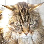 Maine Coon Tiger