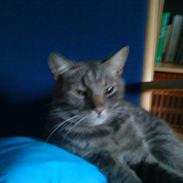 Huskat Buller/Missemanden 