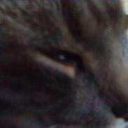 Huskat Buller/Missemanden 