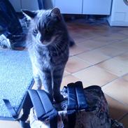 Huskat Buller/Missemanden 