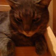 Huskat Buller/Missemanden 