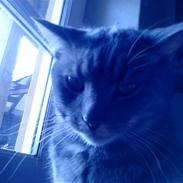 Huskat Buller/Missemanden 