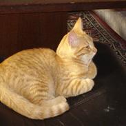 Blanding af racer rød missen