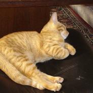 Blanding af racer rød missen