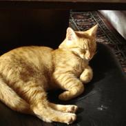 Blanding af racer rød missen