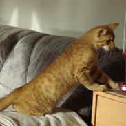 Blanding af racer rød missen