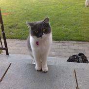 Blanding af racer Felix