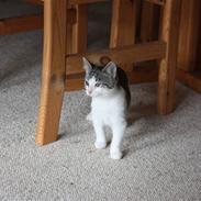 Huskat Malou